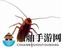 “曱甴”读法含义拼写解析